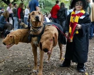 Doggy Halloween 7