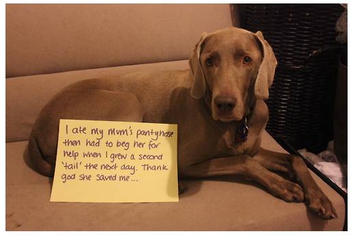 Shamed Dog 1