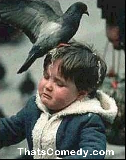 birddrop