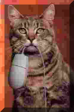 cat mouse