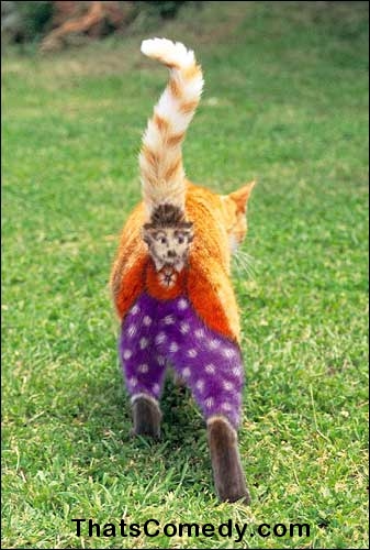 catclown