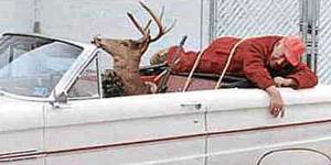 Tough Deer