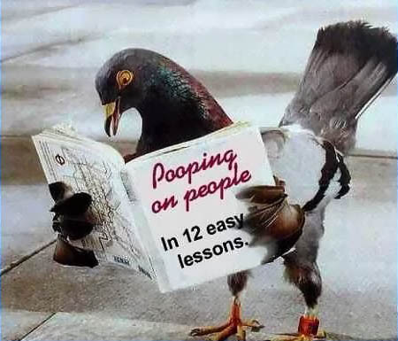 Pigeon English