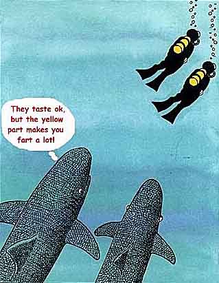 sharks
